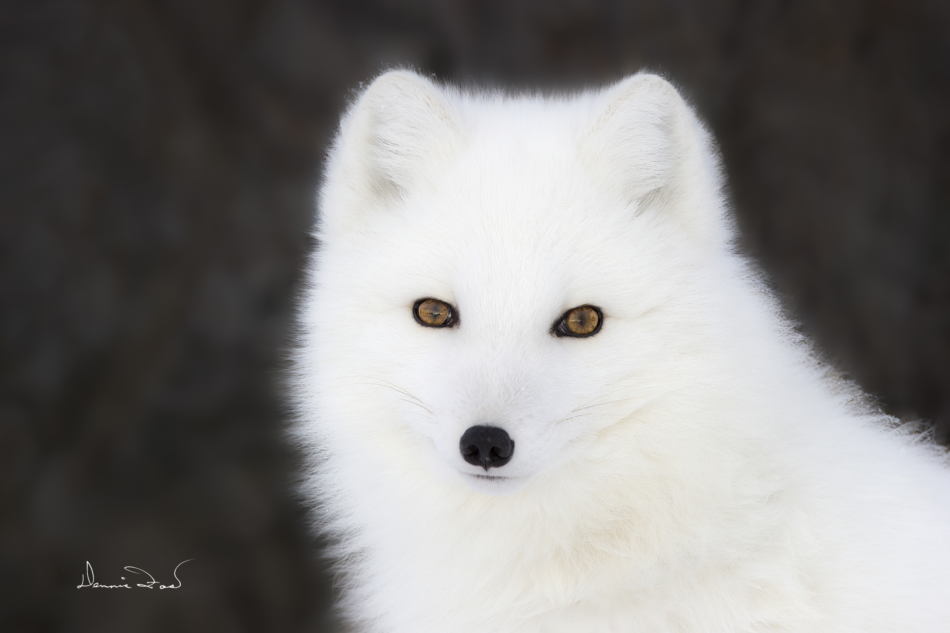 ELEGANT PORTRAIT OF AN ARCTIC FOX ON THE SHORES OF HUDSON BAY